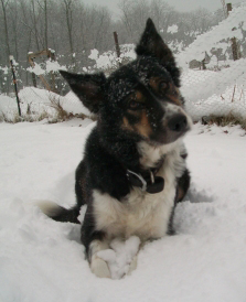 Arwen border collie down 